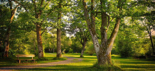 Park mit Bank-Pixabay-Albrecht Fietz