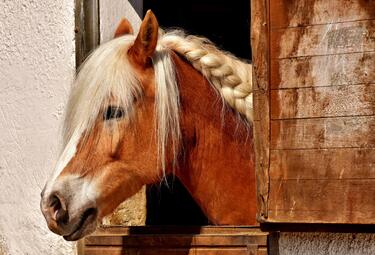 Pferd, Bild von Alexas_Fotos auf Pixabay