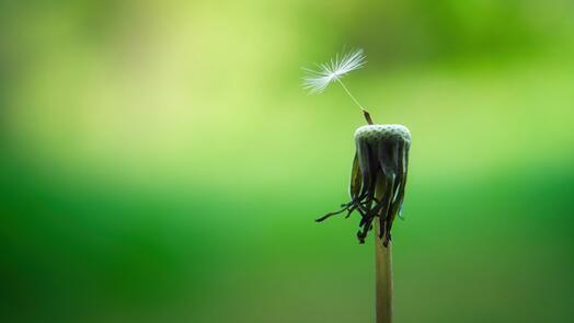 Pusteblume, Bild von jplenio auf Pixabay