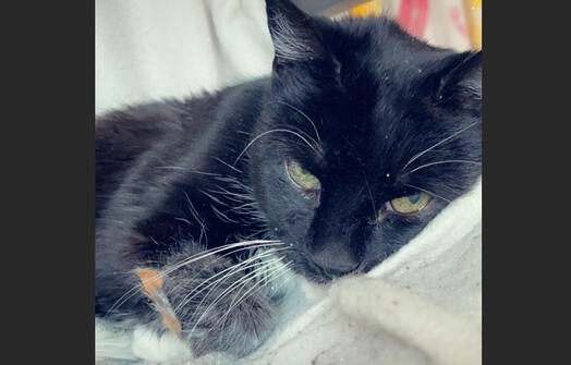 Rosie kuschelt, Foto: Katzenauge