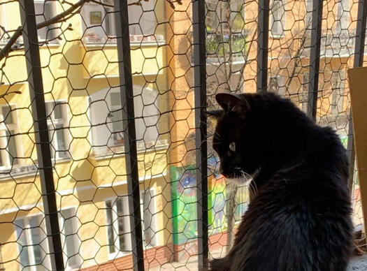 Rosie auf dem Balkon, Foto: Katzenauge