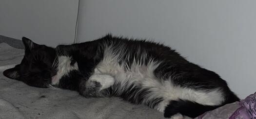 Die Katze Rosie schläft im Bett.