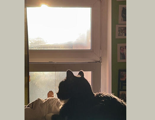 Rosie bei Sonnenuntergang