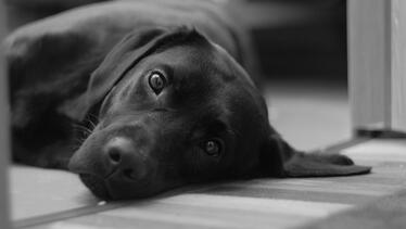 Schwarzer Hund, Bild von AlexanderVlasov auf Pixabay