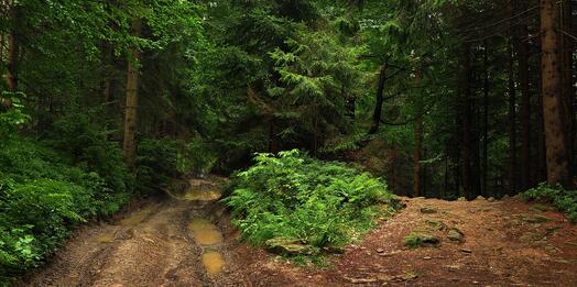 Wald, Bild von Jerzy Górecki auf Pixabay