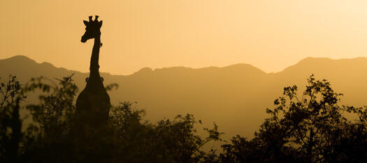 Giraffe bei Sonnenuntergang, Foto: Ante Hamersmit auf Pixabay