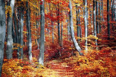 Zauberwald, Bild von Valiphotos auf Pixabay