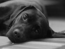 Sie nennen mich Jack