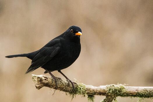 Eine Amsel auf einem Ast. Bild von Mark Weinmeister auf Pixabay.