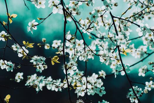 Kirschblüten