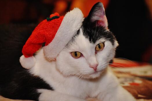 Katze mit Nikolausmütze, Foto: Alexas Fotos auf Pixabay