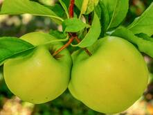 Die Taten der Herkuline - Teil 7