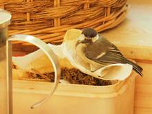 Der unerwartete Besuch