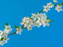 Der Frühling riecht nach Paella