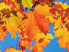 Der Baum vor meinem Haus