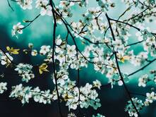 Wenn mich die Muse küsst