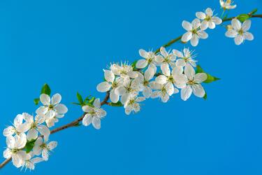 Kirschblüten