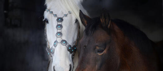 Pferde, Foto: Dorota Kudyba auf Pixabay