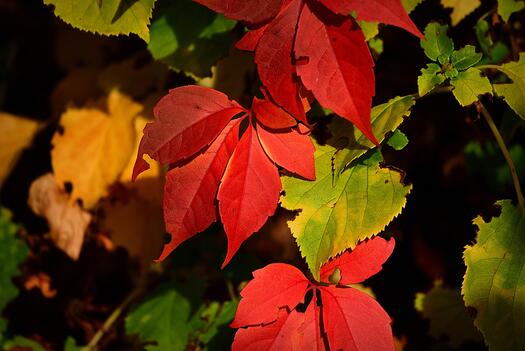 Bunte Herbstblätter, Bild von MabelAmber auf Pixabay