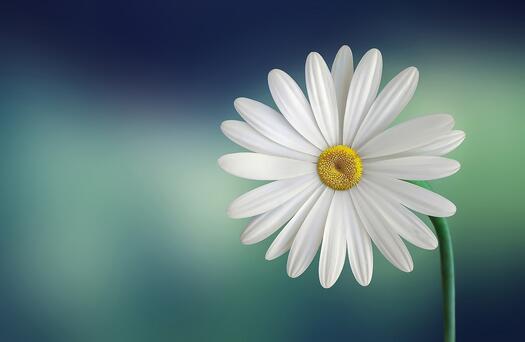 Marguerite, Bild von Bessi auf Pixabay