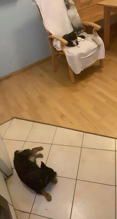 Rosie hat Besuch von Teddy