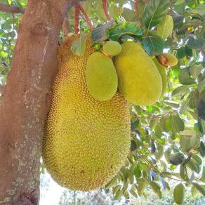 Ernährung weltweit - Jackfruit in Uganda