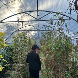 Lokale Ernährung - Gewächshaus im ElisaBeet