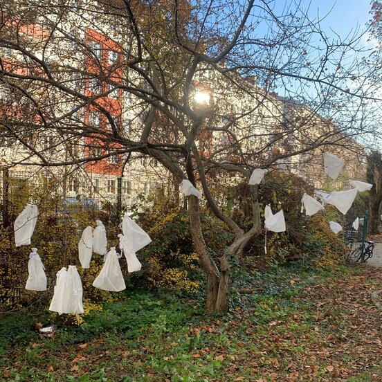 Fertig bestückte Raupenaufzuchtsäcke