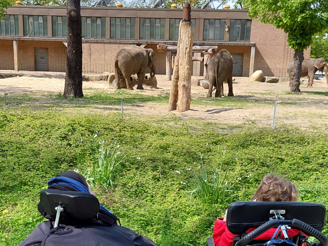 Gruppe 2: Besuch bei den Elefanten im Zoo Gruppe 2: Besuch bei den Elefanten im Zoo